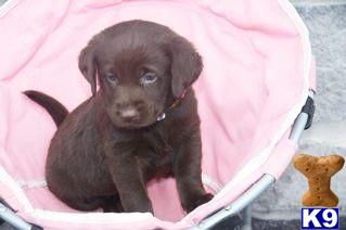 Labrador Retriever Puppies for Sale